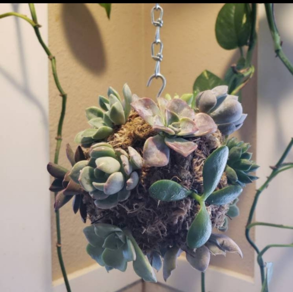 Live Succulent Kokedama Ball 6"